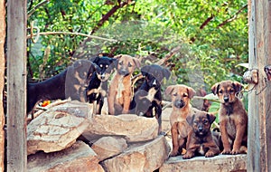 India. Seven homeless puppies.