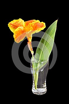 India short plant or canna lily