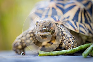 India or star turtle