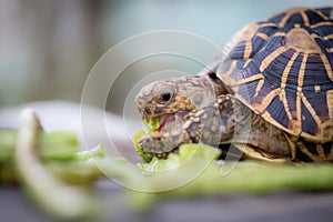 India or star turtle