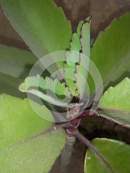 India in Stones ke ilaj ka tree