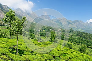 India, Tea plantation