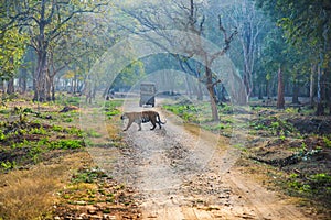 India tiger into the wild.Nagarahole National Park early morning.Hunting time into the forest.Safari journey into the wild