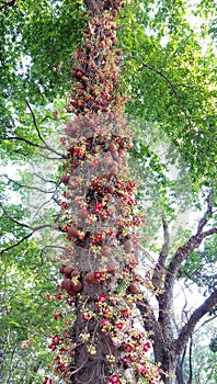 In India, this tree is known as `Nag Panchami` photo