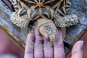 India turtle