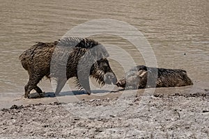 India, wild boar with a baby