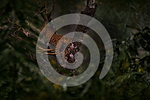 India wildlife, leopard on the tree with catch chital spotted deer in forestforest. Indian leopard, Panthera pardus fusca, in