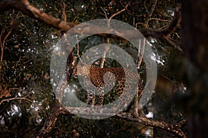 India wildlife, leopard on the tree in the forest. Indian leopard, Panthera pardus fusca, in the nature habitat, Kabini Nagarhole