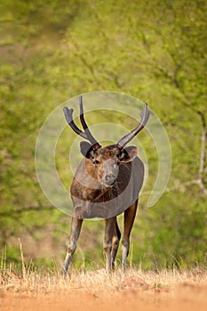 India wildlife. Sambar deer, Rusa unicolor, large animal, Indian subcontinent, Rathambore, India. Deer, nature habitat. Bellow maj