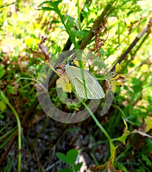 This is indiam butterfly he js standing on plant