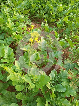 Indian aggriculture field scene of mustured plant, mustured oil is very usefull for body massage and used in cooking oil.