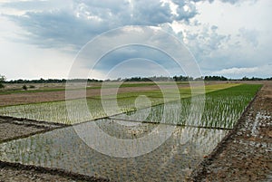 Indian Agriculture