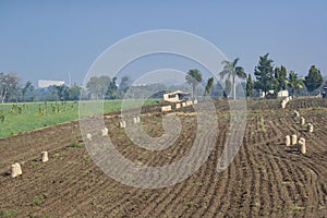 Indian Agriculture Field with Potato Harvest Sacks or Bags