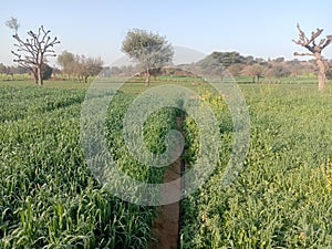 Indian agriculture fields drip ðŸ’§ system