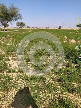 Indian agriculture and Hindustani garden super picture