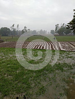 Indian agricultureal land in rainy season