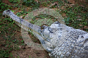 Indian aligator