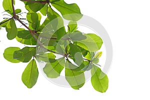 Indian almond leaves on white isolated background for green foliage backdrop