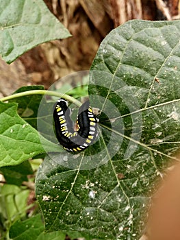 Indian animal in assam biutiful animal assame