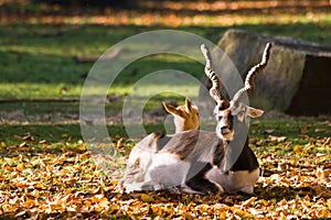 Indian antilope or Blackbuck photo