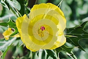 Indian argemone mexicana or Katkar plant or prickle poppy yellow flowers