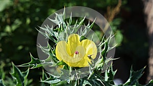 Indian argemone mexicana or Katkar plant or prickle poppy yellow flowers