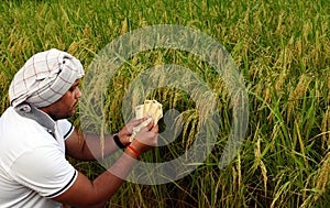 Indian or Asian Farmer counting money in front of lush green rice paddy farm, concept of making money in Agriculture