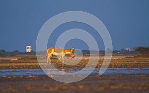 Indian or Asian wild asses in world& x27;s only Wild Ass Sanctuary in Little Rann of Kutch Gujarat photo