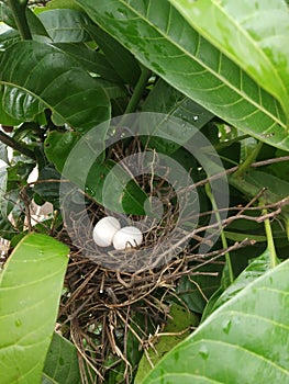 Indian Assam bards egg  biutiful photo