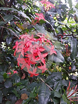 Indian Assam flwoar biutiful