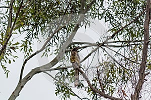 An Indian Austen`s Brown Hornbill bird sitting on Eucalyptus branches looking around