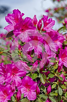 Indian azaleas (Rhododendron indicum) blooming at Charles Wood Japanese Garden in Mobile Alabama