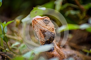 An indian baby lizard is crawling inside the jungle