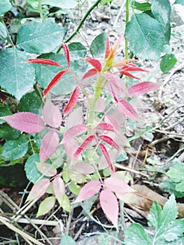 Indian Baby rose tree in garden