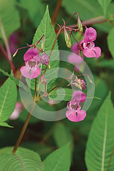Indian Balsam Himalayan, pink red jewelweed I. Impatiens glandulifera flowers, large detailed vertical Policeman`s Helmet