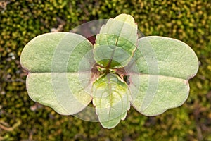 Indian balsam Impatiens glandulifera seedling