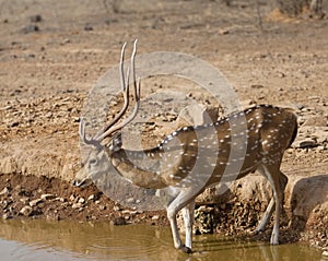 Indian bambi