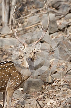 Indian bambi