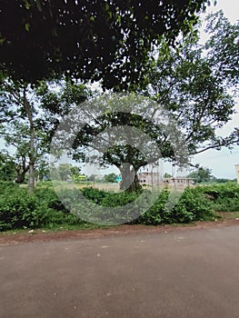 Indian Banian tree photo