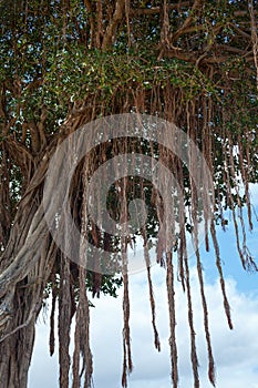 Indian banyan - Ficus benghalensis