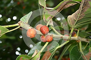 Fruits of Indian banyan (Ficus benghalensis) tree with leaves. photo