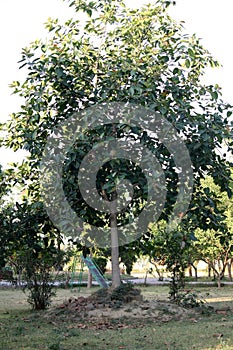 Indian Banyan tree (Ficus benghalensis) with dense foliage : (pix Sanjiv Shukla)