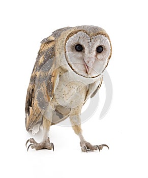 Barn Owl