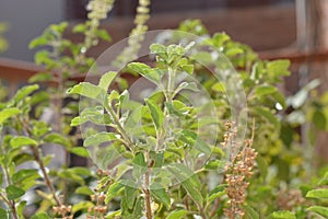 Indian basil Tulsi plant