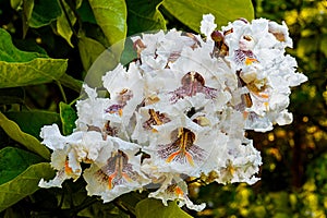 Indian bean tree flowers