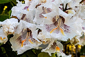 Indian bean tree flowers