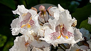 Indian bean tree flowers