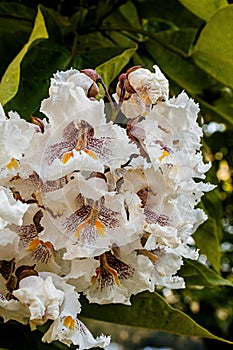 Indian bean tree flowers