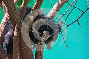 Indian Bear or Sloth bear Melursus ursinus climbing on the tree