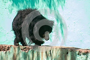 Indian Bear or Sloth bear Melursus ursinus walking on the wall in enclosure